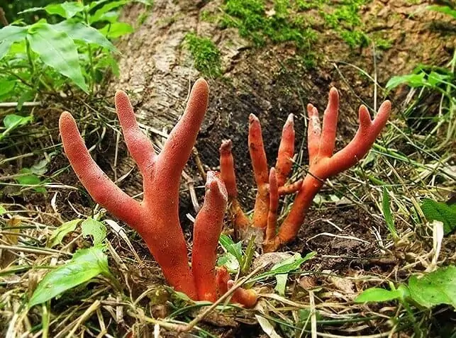 영지버섯 효능 5가지, 먹는법, 부작용, 끓이는법 2 영지버섯 비슷한 독버섯