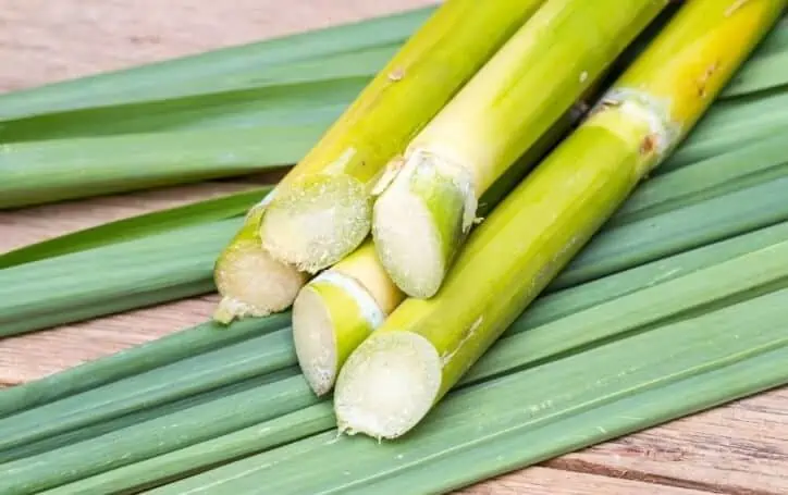 사탕수수 추출 쿠바산 폴리코사놀 효능 부작용 복용방법 알아보기