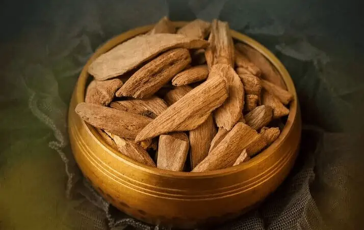 침향 나무
