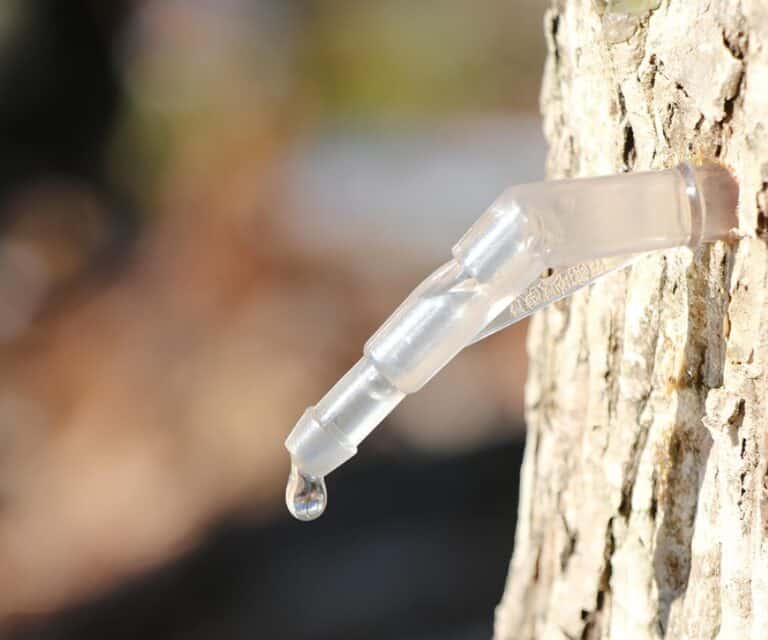 고로쇠물